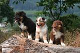 BERGER AUSTRALIEN PUPPIES 864